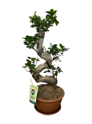 Бонсай Ficus Ginseng