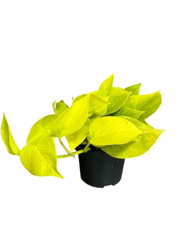 Епипремнум Golden Neon Pothos