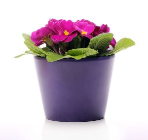Виолетово цвете в саксия